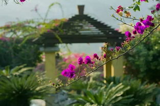 繁花似錦,落英繽紛 來這里邂逅攀枝花最美的春天