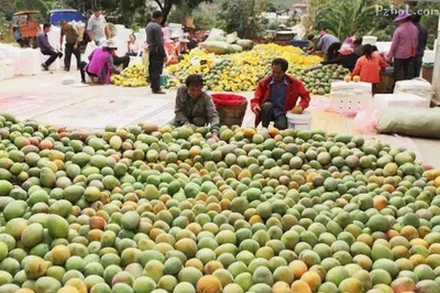 每斤8元!攀枝花最晚熟芒果賣得火