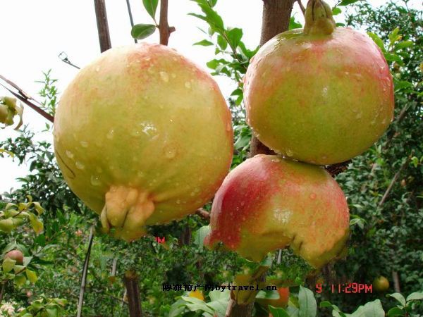 四川攀西大田石榴_四川攀西大田石榴的介紹_四川攀西大田石榴的圖片_郵編查詢網