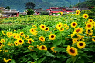 用自駕感受攀枝花最美的遇見 沿途有星空和美好作伴,一路逛吃 逛吃