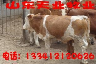 四川攀枝花本地有賣小公牛犢的嗎_農(nóng)副產(chǎn)品_世界工廠網(wǎng)