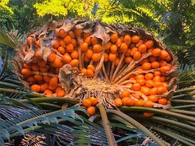 重磅】攀枝花有望打造一個&ldquo;遠(yuǎn)古生物科普宣教基地&rdquo;!地址在這里&hellip;_攀枝花市