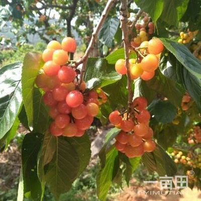 櫻桃四川攀枝花仁和區(qū)_批發(fā)_供應(yīng)-一畝田農(nóng)業(yè)網(wǎng)_專(zhuān)業(yè)的農(nóng)產(chǎn)品信息商務(wù)平臺(tái)