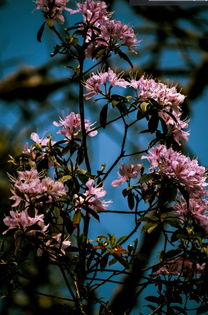 好消息 攀枝花唯一一個(gè)國(guó)家地質(zhì)公園將誕生