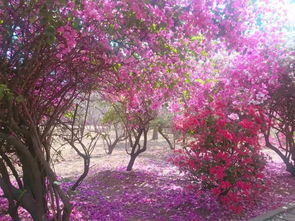 繁花似錦,落英繽紛 來(lái)這里邂逅攀枝花最美的春天