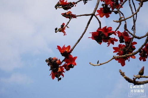 攀枝花開紅艷艷 大理這個(gè)地方能用它做美食