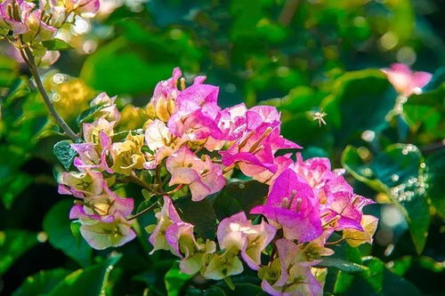 首屆攀枝花花舞人間三角梅花語(yǔ)節(jié)開幕