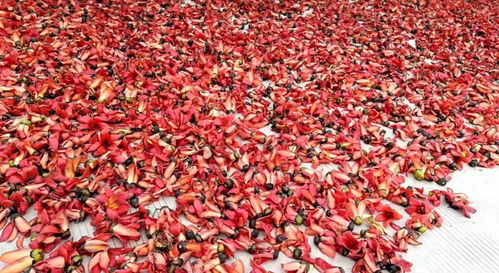 忘了他,來(lái)元江,我撿攀枝花養(yǎng)你.....