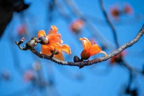 陌上花開 快來(lái)攀枝花尋找最美的春天吧