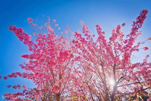 粉色風暴來襲 攀枝花的冬櫻這么美