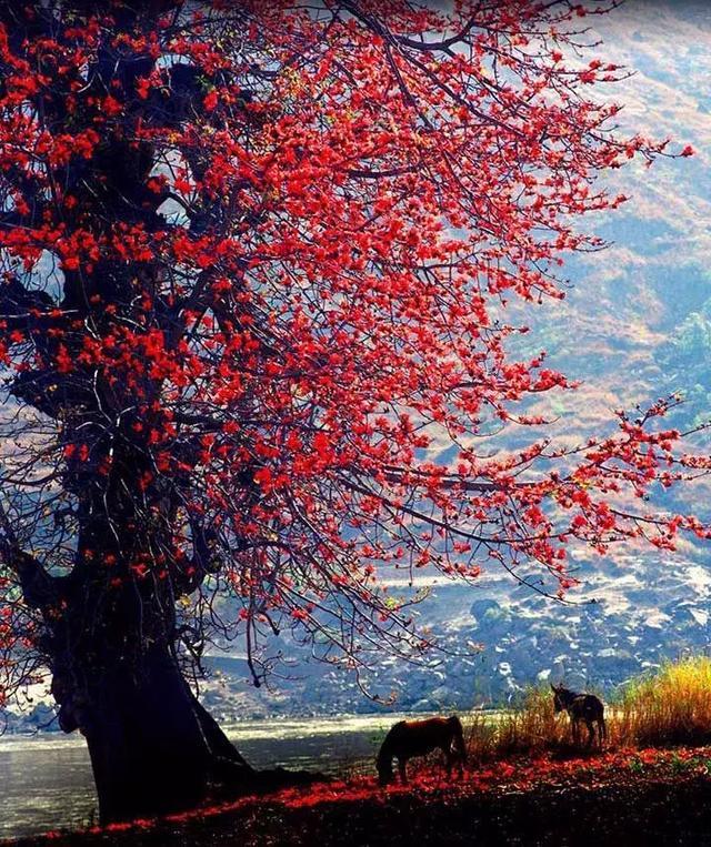 去攀枝花吧!這里除了美不勝收的風(fēng)景,還有令人心動的冬季暖陽