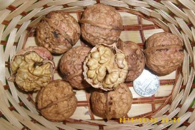 【嫁接李子樹苗】價格、產(chǎn)品供應(yīng),嫁接李子樹苗廠家批發(fā)-1024商務(wù)網(wǎng)