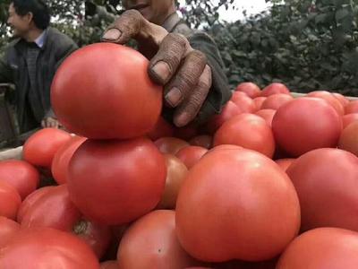 攀枝花數(shù)萬畝番茄上市 往年種的少銷量不夠 今天種的多有點(diǎn)愁銷路