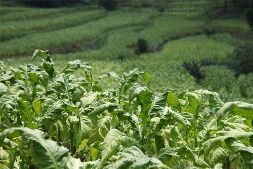 穩(wěn) 有舉措, 進(jìn) 有標(biāo)尺——攀枝花市煙草專賣局聚焦高質(zhì)量打造四川煙草精品企業(yè)