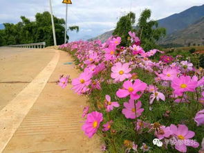 攀枝花 七彩波斯菊盛放，18公里山路成最美鄉(xiāng)村公路