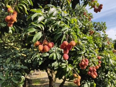 攀枝花市仁和區(qū)人民政府 推動區(qū)域發(fā)展，服務(wù)人民福祉