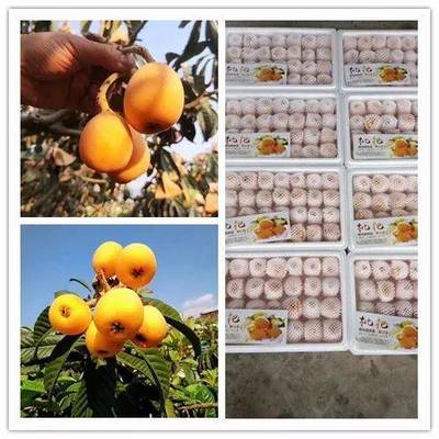 品攀枝花五星枇杷，享舌尖上的自然饋贈(zèng)