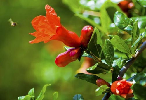 2023年攀枝花最全賞花時(shí)間表新鮮出爐