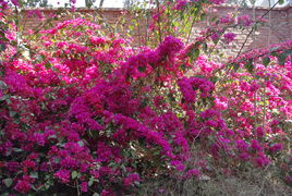 攀枝花之春 一座鋼城的花開與新生